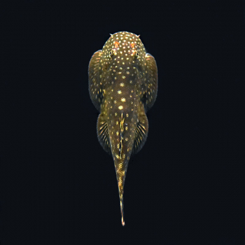 Borneo Prachtflossensauger / Myers Flossensauger, Pseudogastromyzon myersi